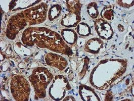 GATM / AGAT Antibody - IHC of paraffin-embedded Human Kidney tissue using anti-GATM mouse monoclonal antibody. (Heat-induced epitope retrieval by 10mM citric buffer, pH6.0, 100C for 10min).