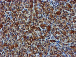 GATM / AGAT Antibody - IHC of paraffin-embedded Human pancreas tissue using anti-GATM mouse monoclonal antibody. (Heat-induced epitope retrieval by 10mM citric buffer, pH6.0, 100C for 10min).