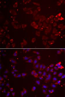 GATM / AGAT Antibody - Immunofluorescence analysis of A549 cells.
