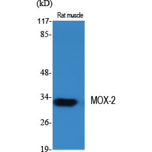 GAX / MEOX2 Antibody - Western blot of MOX-2 antibody