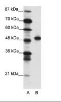 GAX / MEOX2 Antibody - A: Marker, B: Jurkat Cell Lysate.  This image was taken for the unconjugated form of this product. Other forms have not been tested.