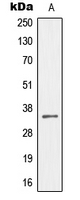 GAX / MEOX2 Antibody - Western blot analysis of MEOX2 expression in HeLa (A) whole cell lysates.