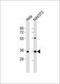 GAX / MEOX2 Antibody - All lanes : Anti-MEOX2 Antibody at 1:1000 dilution Lane 1: HeLa whole cell lysates Lane 2: NIH/3T3 whole cell lysates Lysates/proteins at 20 ug per lane. Secondary Goat Anti-Rabbit IgG, (H+L),Peroxidase conjugated at 1/10000 dilution Predicted band size : 34 kDa Blocking/Dilution buffer: 5% NFDM/TBST.