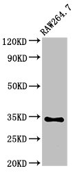GAX / MEOX2 Antibody - Positive Western Blot detected in RAW264.7 whole cell lysate. All lanes: MEOX2 antibody at 5 µg/ml Secondary Goat polyclonal to rabbit IgG at 1/50000 dilution. Predicted band size: 34 KDa. Observed band size: 34 KDa