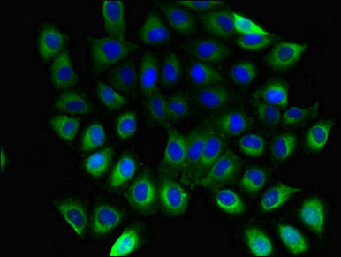 GB5 / GNB5 Antibody - Immunofluorescent analysis of A549 cells using GNB5 Antibody at dilution of 1:100 and Alexa Fluor 488-congugated AffiniPure Goat Anti-Rabbit IgG(H+L)