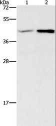 GB5 / GNB5 Antibody - Western blot analysis of Human fetal brain and mouse heart tissue, using GNB5 Polyclonal Antibody at dilution of 1:550.