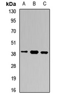 GB5 / GNB5 Antibody