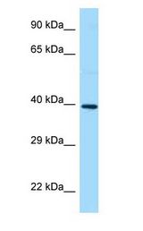 GB5 / GNB5 Antibody - GB5 / GNB5 antibody Western Blot of Fetal Heart.  This image was taken for the unconjugated form of this product. Other forms have not been tested.