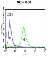 GBA / Glucosidase Beta Acid Antibody - GC Antibody flow cytometry of NCI-H460 cells (right histogram) compared to a negative control cell (left histogram). FITC-conjugated goat-anti-rabbit secondary antibodies were used for the analysis.