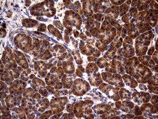 GBA / Glucosidase Beta Acid Antibody - IHC of paraffin-embedded Human pancreas tissue using anti-GBA mouse monoclonal antibody. (Heat-induced epitope retrieval by 1 mM EDTA in 10mM Tris, pH8.5, 120°C for 3min).