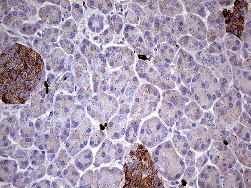 GBA / Glucosidase Beta Acid Antibody - Immunohistochemical staining of paraffin-embedded Human pancreas tissue using anti-GBA mouse monoclonal antibody.  heat-induced epitope retrieval by 1 mM EDTA in 10mM Tris, pH8.0, 120C for 3min)