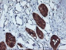 GBA3 / CBG Antibody - IHC of paraffin-embedded Human Kidney tissue using anti-GBA3 mouse monoclonal antibody.