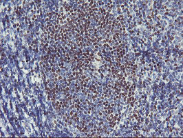GBA3 / CBG Antibody - IHC of paraffin-embedded Human tonsil using anti-GBA3 mouse monoclonal antibody.