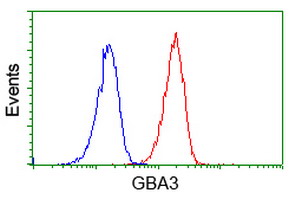 GBA3 / CBG Antibody - Flow cytometry of Jurkat cells, using anti-GBA3 antibody (Red), compared to a nonspecific negative control antibody (Blue).