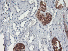 GBA3 / CBG Antibody - IHC of paraffin-embedded Human Kidney tissue using anti-GBA3 mouse monoclonal antibody.