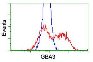 GBA3 / CBG Antibody - HEK293T cells transfected with either overexpress plasmid (Red) or empty vector control plasmid (Blue) were immunostained by anti-GBA3 antibody, and then analyzed by flow cytometry.
