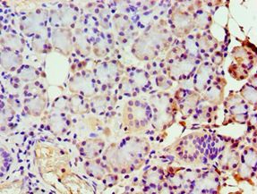 GBA3 / CBG Antibody - Immunohistochemistry of paraffin-embedded human pancreas using antibody at 1:100 dilution.