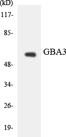 GBA3 / CBG Antibody - Western blot analysis of the lysates from HeLa cells using GBA3 antibody.