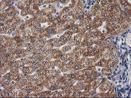 GBA3 / CBG Antibody - IHC of paraffin-embedded Human liver tissue using anti-GBA3 mouse monoclonal antibody.