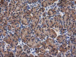GBA3 / CBG Antibody - IHC of paraffin-embedded Human pancreas tissue using anti-GBA3 mouse monoclonal antibody.