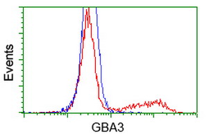 GBA3 / CBG Antibody - HEK293T cells transfected with either overexpress plasmid (Red) or empty vector control plasmid (Blue) were immunostained by anti-GBA3 antibody, and then analyzed by flow cytometry.