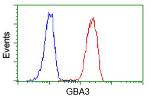 GBA3 / CBG Antibody - Flow cytometry of Jurkat cells, using anti-GBA3 antibody (Red), compared to a nonspecific negative control antibody (Blue).