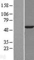 GBA3 / CBG Protein - Western validation with an anti-DDK antibody * L: Control HEK293 lysate R: Over-expression lysate