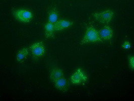 GBAS Antibody - Anti-GBAS mouse monoclonal antibody immunofluorescent staining of COS7 cells transiently transfected by pCMV6-ENTRY GBAS.