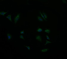GBAS Antibody - Immunofluorescent staining of HeLa cells using anti-GBAS mouse monoclonal antibody.