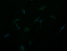 GBAS Antibody - Immunofluorescent staining of HeLa cells using anti-GBAS mouse monoclonal antibody.