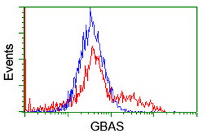 GBAS Antibody - HEK293T cells transfected with either overexpress plasmid (Red) or empty vector control plasmid (Blue) were immunostained by anti-GBAS antibody, and then analyzed by flow cytometry.