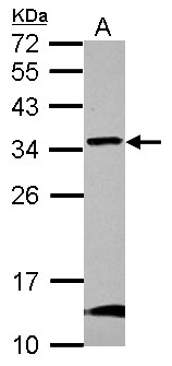 GBAS Antibody - Sample (30 ug of whole cell lysate) A: U87-MG 12% SDS PAGE GBAS antibody diluted at 1:1000