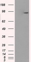 GBE1 Antibody - HEK293T cells were transfected with the pCMV6-ENTRY control (Left lane) or pCMV6-ENTRY GBE1 (Right lane) cDNA for 48 hrs and lysed. Equivalent amounts of cell lysates (5 ug per lane) were separated by SDS-PAGE and immunoblotted with anti-GBE1.