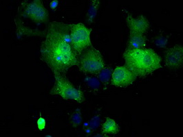 GBE1 Antibody - Anti-GBE1 mouse monoclonal antibody  immunofluorescent staining of COS7 cells transiently transfected by pCMV6-ENTRY GBE1.