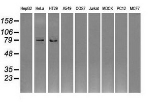 GBE1 Antibody - Western blot analysis of extracts (35ug) from 9 different cell lines by using anti-GBE1 monoclonal antibody.