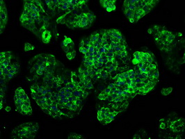 GBE1 Antibody - Immunofluorescent staining of HepG2 cells using anti-GBE1 mouse monoclonal antibody.