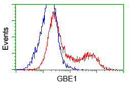 GBE1 Antibody - HEK293T cells transfected with either pCMV6-ENTRY GBE1 (Red) or empty vector control plasmid (Blue) were immunostained with anti-GBE1 mouse monoclonal(Dilution 1:1,000), and then analyzed by flow cytometry.