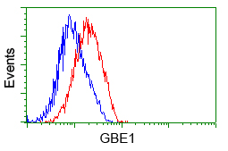 GBE1 Antibody - Flow cytometric analysis of Jurkat cells, using anti-GBE1 antibody, (Red) compared to a nonspecific negative control antibody (Blue).