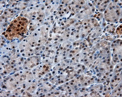 GBE1 Antibody - IHC of paraffin-embedded pancreas tissue using anti-GBE1 mouse monoclonal antibody. (Dilution 1:50).