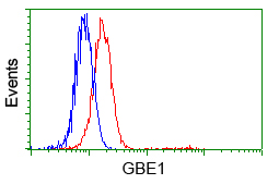 GBE1 Antibody - Flow cytometric analysis of Hela cells, using anti-GBE1 antibody, (Red) compared to a nonspecific negative control antibody (Blue).