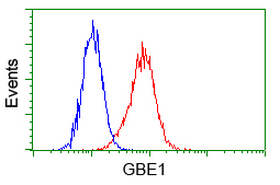 GBE1 Antibody - Flow cytometric analysis of Hela cells, using anti-GBE1 antibody, (Red) compared to a nonspecific negative control antibody (Blue).