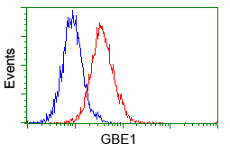 GBE1 Antibody - Flow cytometric analysis of Jurkat cells, using anti-GBE1 antibody, (Red) compared to a nonspecific negative control antibody (Blue).
