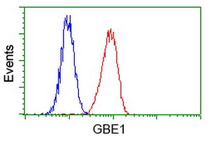 GBE1 Antibody - Flow cytometry of HeLa cells, using anti-GBE1 antibody (Red), compared to a nonspecific negative control antibody (Blue).