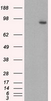 GBE1 Antibody - HEK293T cells were transfected with the pCMV6-ENTRY control (Left lane) or pCMV6-ENTRY GBE1 (Right lane) cDNA for 48 hrs and lysed. Equivalent amounts of cell lysates (5 ug per lane) were separated by SDS-PAGE and immunoblotted with anti-GBE1.