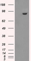 GBE1 Antibody - HEK293T cells were transfected with the pCMV6-ENTRY control (Left lane) or pCMV6-ENTRY GBE1 (Right lane) cDNA for 48 hrs and lysed. Equivalent amounts of cell lysates (5 ug per lane) were separated by SDS-PAGE and immunoblotted with anti-GBE1.