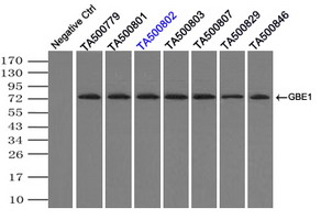 GBE1 Antibody - HEK293T cells transfected with either pCMV6-ENTRY GBE1 (Red) or empty vector control plasmid (Blue) were immunostained with anti-GBE1 mouse monoclonal(Dilution 1:1,000), and then analyzed by flow cytometry.