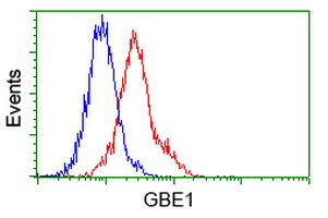 GBE1 Antibody - Flow cytometry of Jurkat cells, using anti-GBE1 antibody (Red), compared to a nonspecific negative control antibody (Blue).