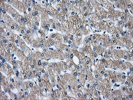 GBE1 Antibody - IHC of paraffin-embedded liver tissue using anti-GBE1 mouse monoclonal antibody. (Dilution 1:50).