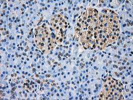 GBE1 Antibody - IHC of paraffin-embedded pancreas tissue using anti-GBE1 mouse monoclonal antibody. (Dilution 1:50).