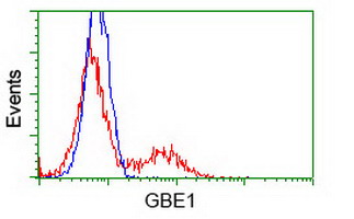 GBE1 Antibody - Flow cytometry of HeLa cells, using anti-GBE1 antibody, (Red) compared to a nonspecific negative control antibody (Blue).